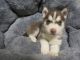 Siberian Husky Puppies for sale in Colorado Springs, CO, USA. price: $1,000