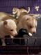 Siberian Husky Puppies for sale in Providence, RI 02909, USA. price: $700