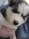 Siberian Husky Puppies for sale in Austin, TX, USA. price: NA