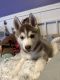 Siberian Husky Puppies for sale in Jemez Springs, NM 87025, USA. price: $400