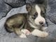 Siberian Husky Puppies for sale in Colorado Springs, CO 80917, USA. price: $500