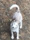 Siberian Husky Puppies for sale in SeaTac, WA, USA. price: $300