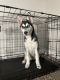 Siberian Husky Puppies for sale in Houston, TX 77034, USA. price: $700