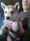 Siberian Husky Puppies for sale in Blanca, CO 81123, USA. price: NA