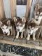 Siberian Husky Puppies for sale in Channelview, TX, USA. price: NA