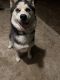 Siberian Husky Puppies for sale in Little Elm, TX, USA. price: NA