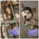 Siberian Husky Puppies for sale in 423 S Eagle St, Sheridan, AR 72150, USA. price: $400