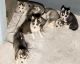 Siberian Husky Puppies for sale in SeaTac, WA, USA. price: $400