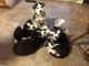 Siberian Husky Puppies for sale in Langley, BC, Canada. price: NA