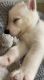 Siberian Husky Puppies for sale in Clear Lake City, Houston, TX, USA. price: $1,000