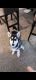 Siberian Husky Puppies for sale in Albuquerque, NM 87112, USA. price: $600