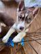 Siberian Husky Puppies for sale in Williston, ND 58801, USA. price: NA