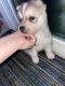 Siberian Husky Puppies for sale in Houston, TX, USA. price: $190