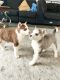 Siberian Husky Puppies for sale in SeaTac, WA, USA. price: $1,000