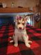 Siberian Husky Puppies for sale in Benton, AR, USA. price: $500
