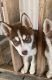 Siberian Husky Puppies for sale in 1901 Cullen Blvd, Houston, TX 77023, USA. price: $1,000