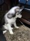 Siberian Husky Puppies for sale in Colorado Springs, CO 80909, USA. price: $4,000