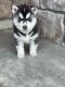 Siberian Husky Puppies for sale in Fort Smith, AR, USA. price: $600