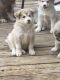 Siberian Husky Puppies for sale in Dallas-Fort Worth Metropolitan Area, TX, USA. price: $350