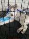Siberian Husky Puppies for sale in Houston, TX, USA. price: $500