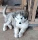 Siberian Husky Puppies for sale in Floresville, TX 78114, USA. price: $450
