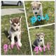 Siberian Husky Puppies for sale in Spokane, WA, USA. price: $850