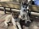 Siberian Husky Puppies for sale in Houston, TX, USA. price: $1,200