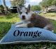 Siberian Husky Puppies for sale in Baytown, TX, USA. price: $400