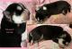 Siberian Husky Puppies for sale in Flippin, AR, USA. price: $500