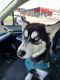 Siberian Husky Puppies for sale in Colorado Springs, CO, USA. price: $3,000