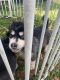 Siberian Husky Puppies for sale in Palm Bay, FL, USA. price: $40,000