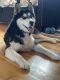 Siberian Husky Puppies for sale in Lone Tree, CO, USA. price: $800