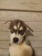 Siberian Husky Puppies for sale in Valley City, ND 58072, USA. price: NA
