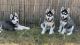 Siberian Husky Puppies for sale in Puyallup, WA 98375, USA. price: $900