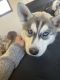 Siberian Husky Puppies for sale in Parker, CO, USA. price: $1,000