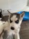 Siberian Husky Puppies for sale in Portales, NM 88130, USA. price: $175