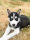 Siberian Husky Puppies for sale in SeaTac, WA, USA. price: $500