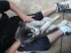 Siberian Husky Puppies for sale in Pittsburg, CA 94565, USA. price: $200