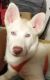 Siberian Husky Puppies for sale in Oswego, NY, USA. price: $3,000