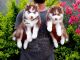 Siberian Husky Puppies for sale in Mumbai, Maharashtra, India. price: NA