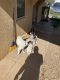 Siberian Husky Puppies for sale in Portales, NM 88130, USA. price: $250