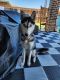 Siberian Husky Puppies for sale in 15125 Caleb Dr, Dallas, TX 75253, USA. price: $1,100