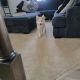 Siberian Husky Puppies for sale in Colorado Springs, CO 80925, USA. price: $300