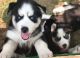 Siberian Husky Puppies for sale in Sheridan, MI 48884, USA. price: $600