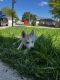 Siberian Husky Puppies for sale in West Allis, WI, USA. price: $800