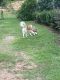 Siberian Husky Puppies for sale in Pelham, AL, USA. price: $800