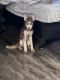 Siberian Husky Puppies for sale in 1251 Wilcrest Dr, Houston, TX 77042, USA. price: $300
