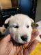 Siberian Husky Puppies for sale in Rockdale, TX 76567, USA. price: $700