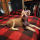 Siberian Husky Puppies for sale in Benton, AR, USA. price: $400