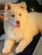 Siberian Husky Puppies for sale in Brown Deer, WI 53223, USA. price: $800